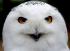 Аватар пользователя OWL_owl Аватар пользователя OWL_owl